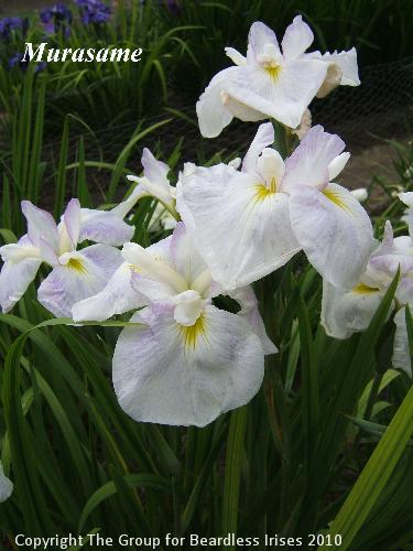 17 Murasame  (3) copy